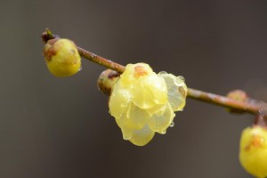 20170110　ロウバイ(蝋梅)の花 (1)